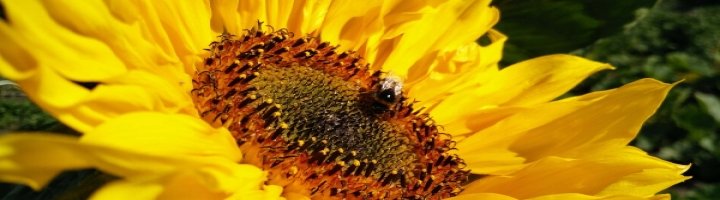sunflower_yoga