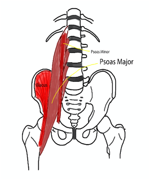 psoas