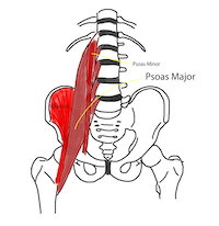 Psoas